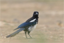 <p>STRAKA OBECNÁ (Pica pica) ---- /Eurasian magpie - Elster/</p>
